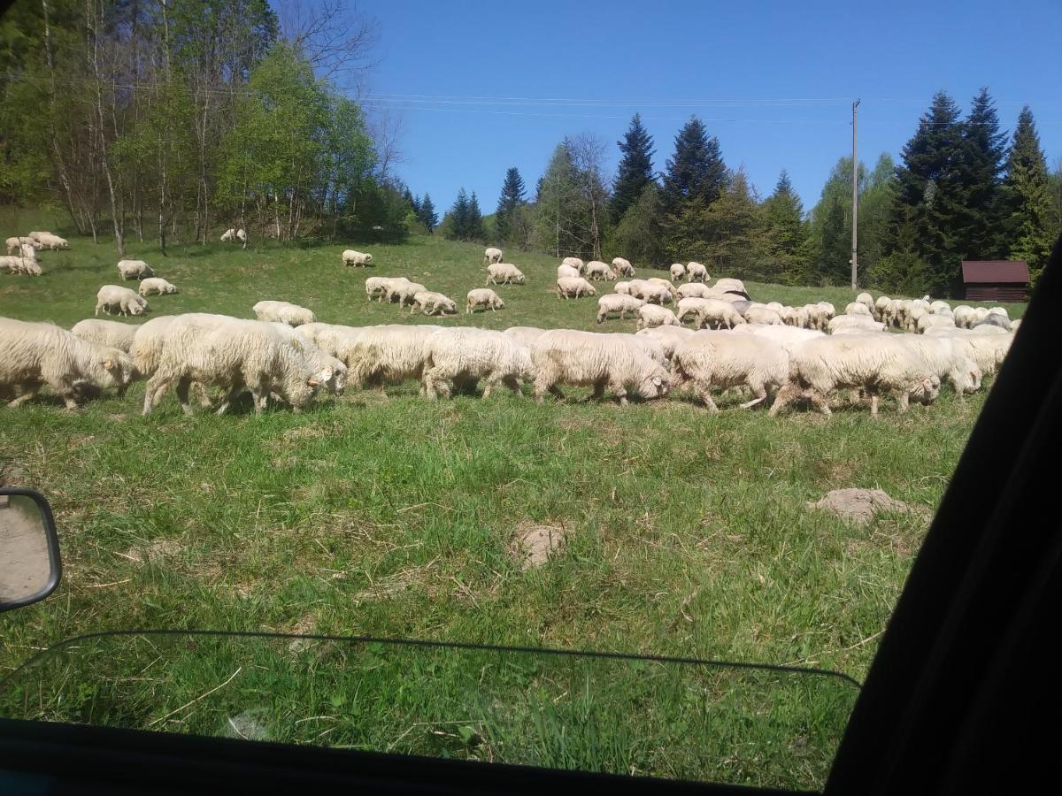 Ferienwohnung Agroturystyka Boguska Zawoja Exterior foto